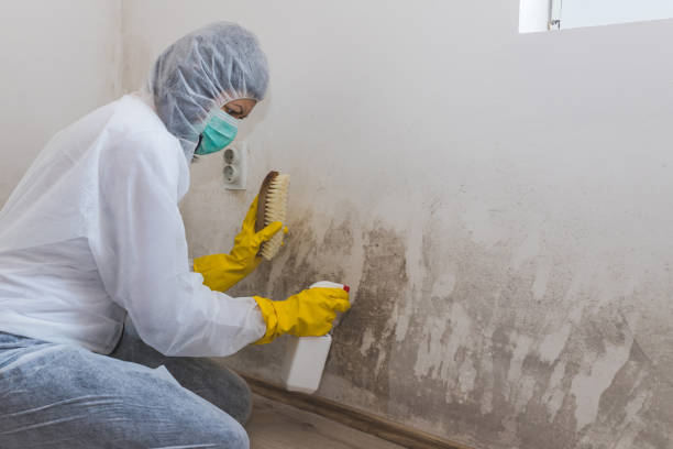 Best Black Mold Removal  in Munfordville, KY