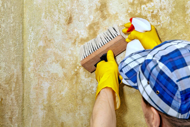 Best Post-Construction Mold Inspection  in Munfordville, KY