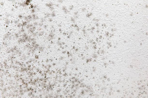 Asbestos and Lead Testing During Mold Inspection in Munfordville, KY