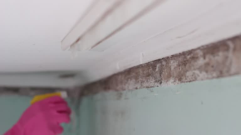 Best Residential Mold Inspection & Testing  in Munfordville, KY
